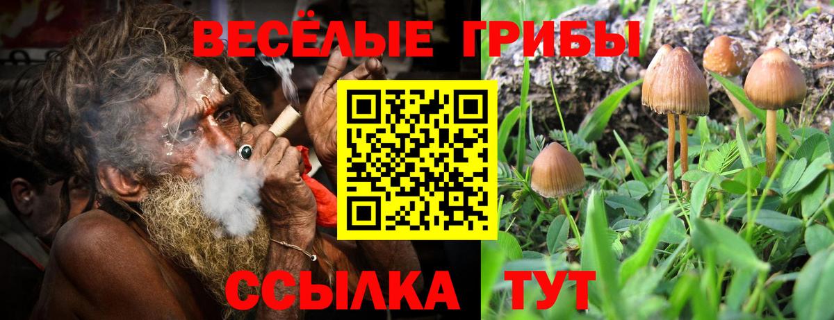 Псилоцибиновые грибы Psilocybine cubensis  Галлюциногенные грибы прущие грибы  Вход с VPN  Клинцы 